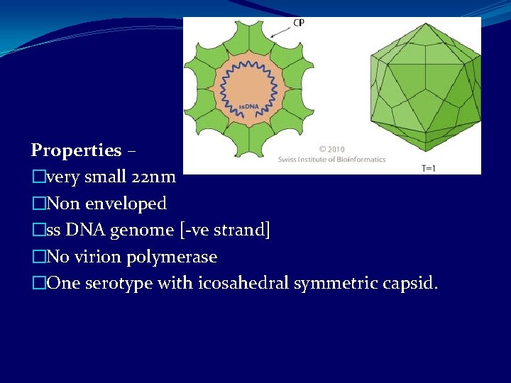 Properties – �very small 22 nm �Non enveloped �ss DNA genome [-ve strand] �No