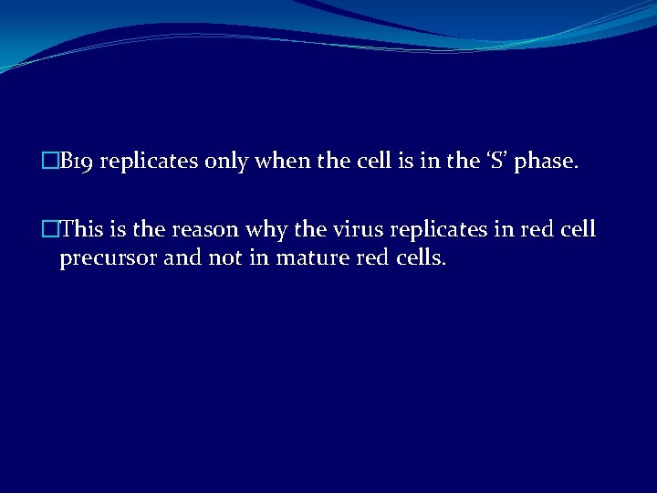 �B 19 replicates only when the cell is in the ‘S’ phase. �This is