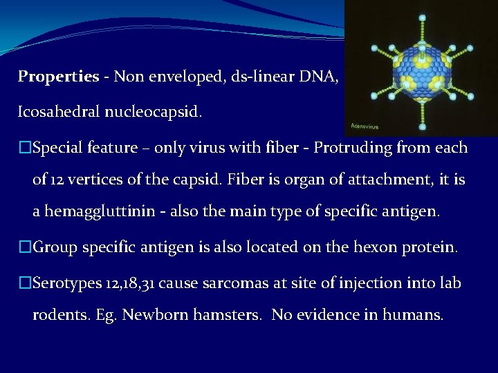 Properties - Non enveloped, ds-linear DNA, Icosahedral nucleocapsid. �Special feature – only virus with