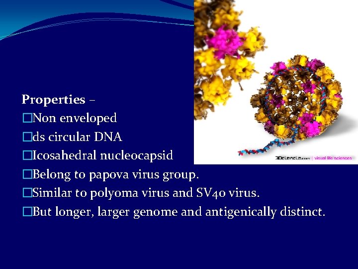 Properties – �Non enveloped �ds circular DNA �Icosahedral nucleocapsid �Belong to papova virus group.