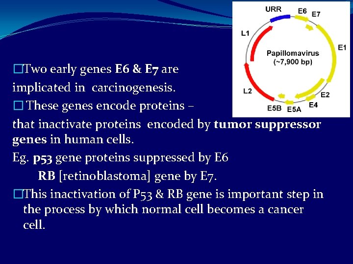 �Two early genes E 6 & E 7 are implicated in carcinogenesis. � These