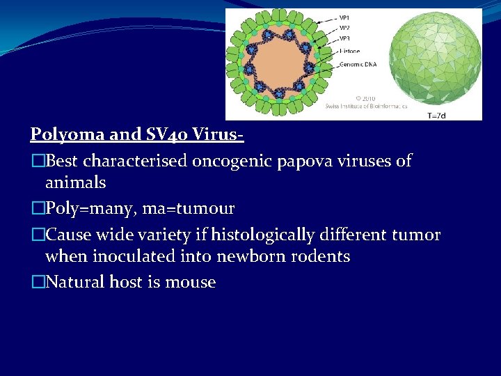 Polyoma and SV 40 Virus�Best characterised oncogenic papova viruses of animals �Poly=many, ma=tumour �Cause