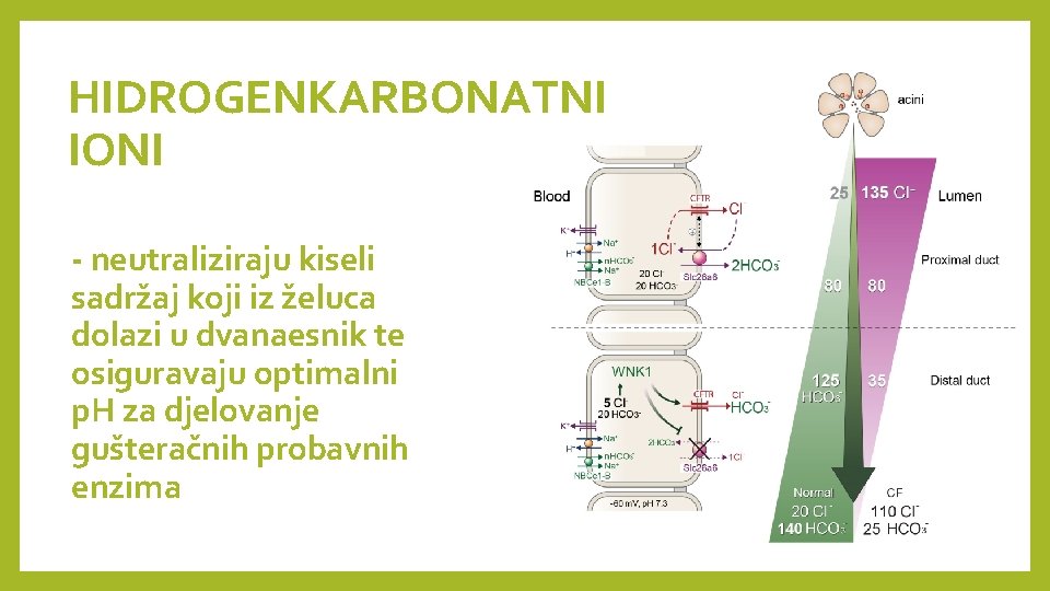 HIDROGENKARBONATNI IONI - neutraliziraju kiseli sadržaj koji iz želuca dolazi u dvanaesnik te osiguravaju