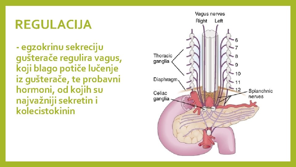 REGULACIJA - egzokrinu sekreciju gušterače regulira vagus, koji blago potiče lučenje iz gušterače, te