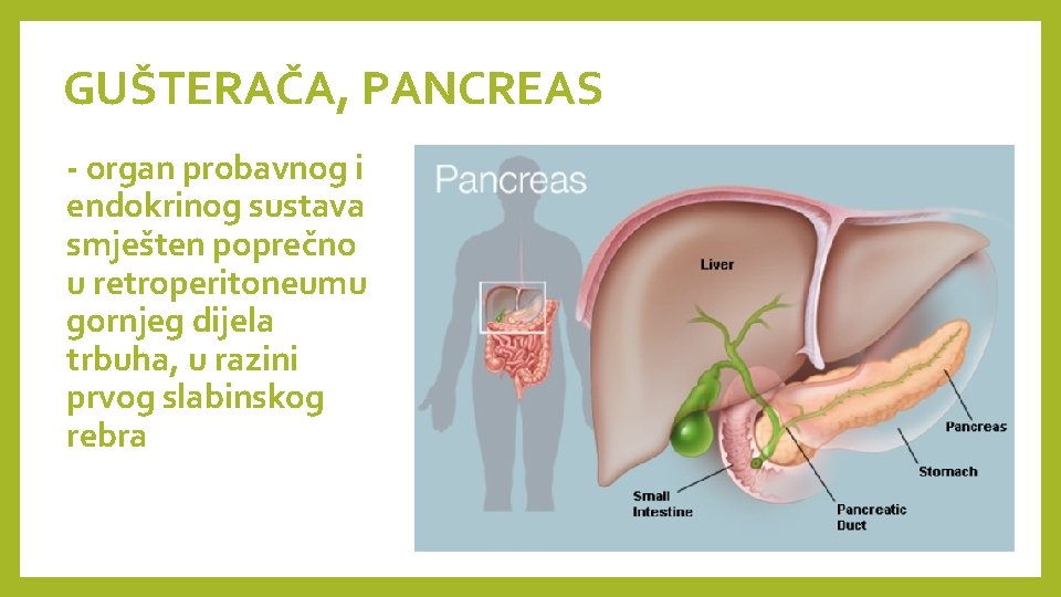 GUŠTERAČA, PANCREAS - organ probavnog i endokrinog sustava smješten poprečno u retroperitoneumu gornjeg dijela