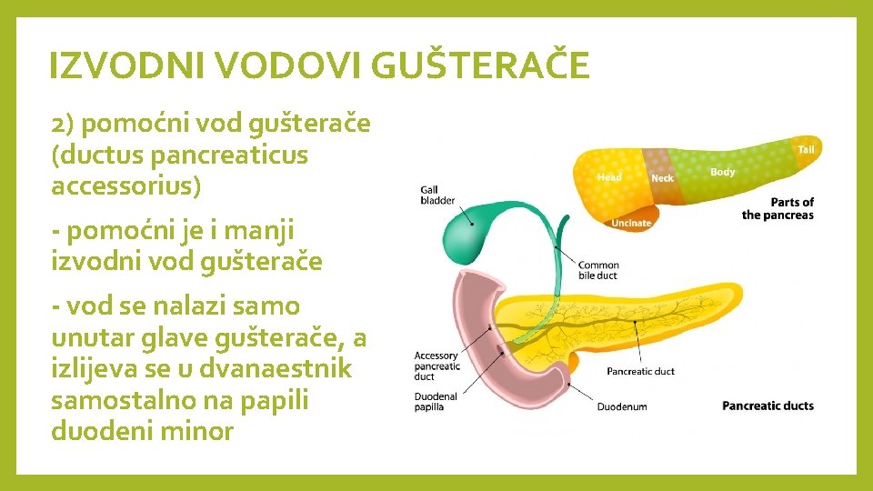 IZVODNI VODOVI GUŠTERAČE 2) pomoćni vod gušterače (ductus pancreaticus accessorius) - pomoćni je i