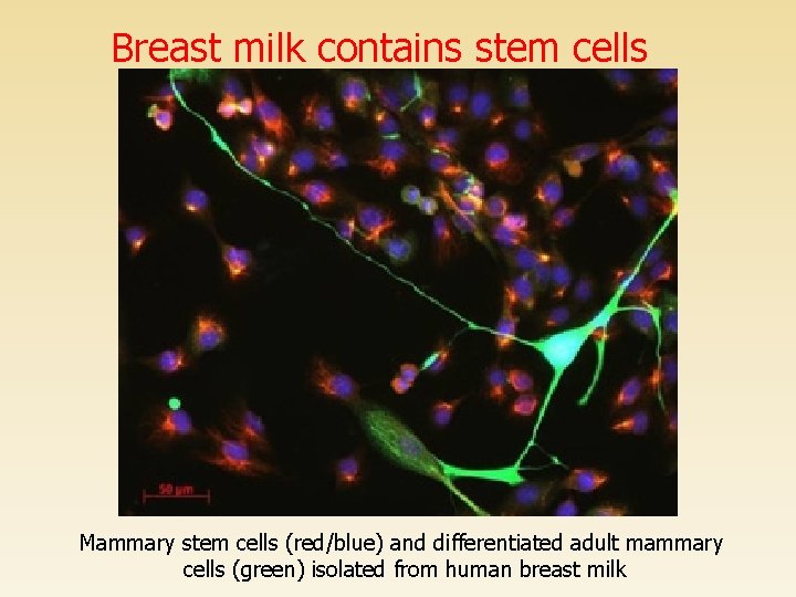 Breast milk contains stem cells Mammary stem cells (red/blue) and differentiated adult mammary cells