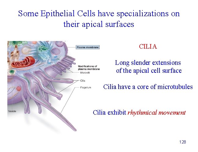 Some Epithelial Cells have specializations on their apical surfaces CILIA Long slender extensions of