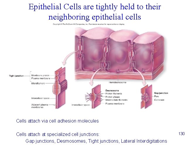 Epithelial Cells are tightly held to their neighboring epithelial cells Cells attach via cell