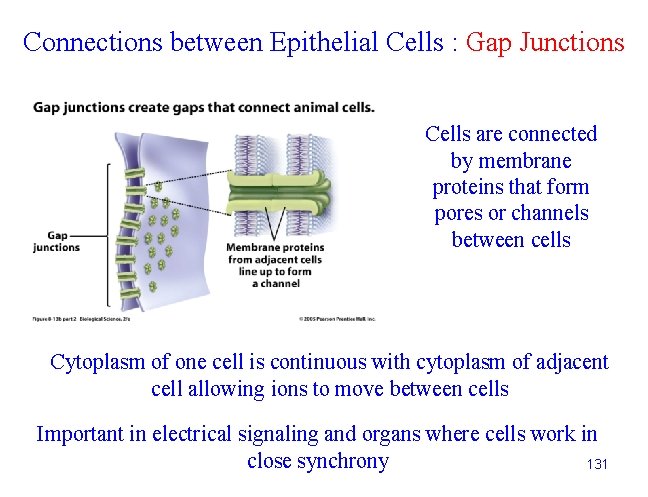 Connections between Epithelial Cells : Gap Junctions Cells are connected by membrane proteins that