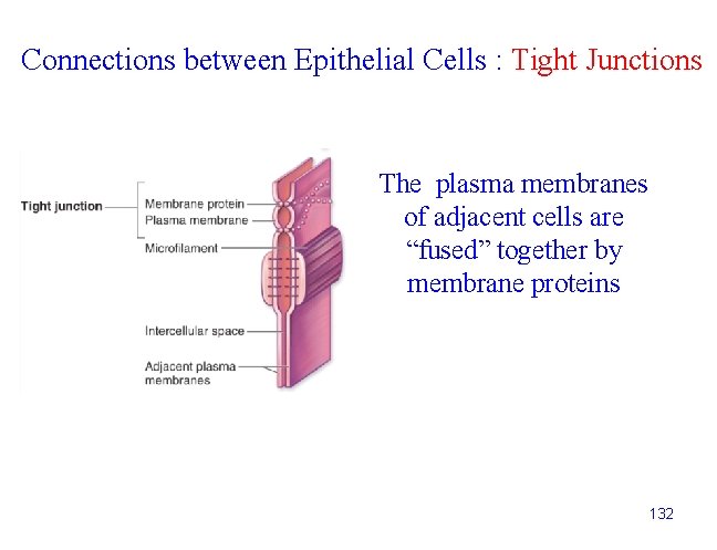 Connections between Epithelial Cells : Tight Junctions The plasma membranes of adjacent cells are