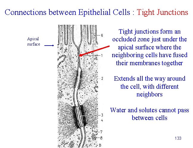 Connections between Epithelial Cells : Tight Junctions Apical surface Tight junctions form an occluded