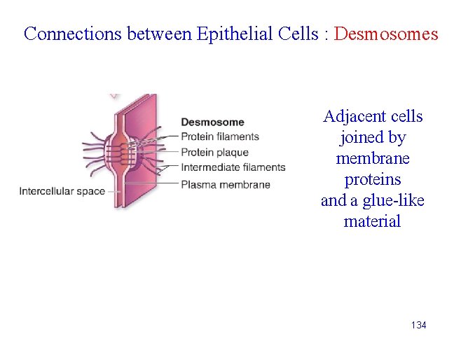 Connections between Epithelial Cells : Desmosomes Adjacent cells joined by membrane proteins and a