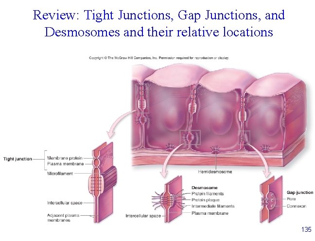 Review: Tight Junctions, Gap Junctions, and Desmosomes and their relative locations 135 