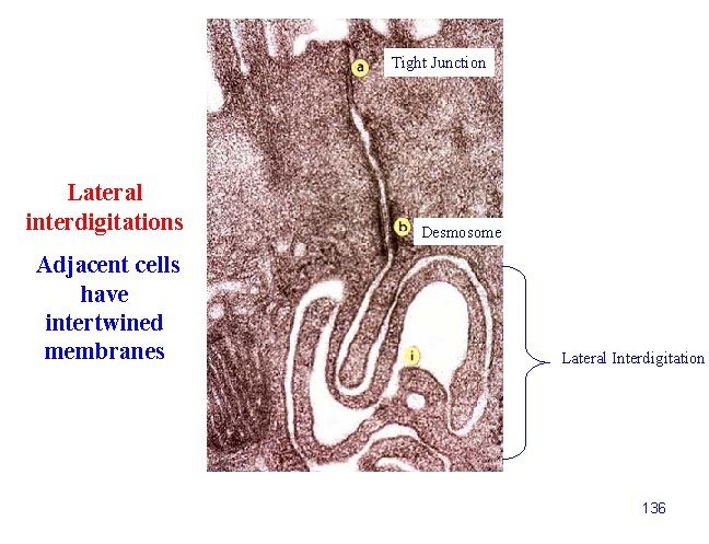 Tight Junction Lateral interdigitations Adjacent cells have intertwined membranes Desmosome Lateral Interdigitation 136 