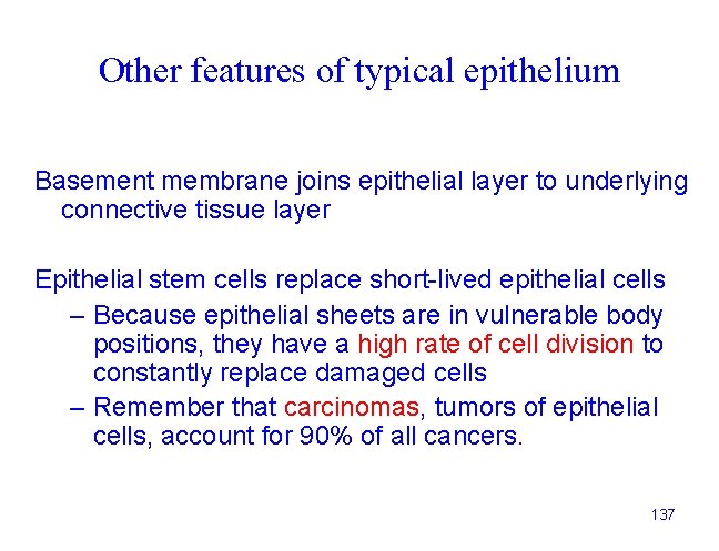 Other features of typical epithelium Basement membrane joins epithelial layer to underlying connective tissue