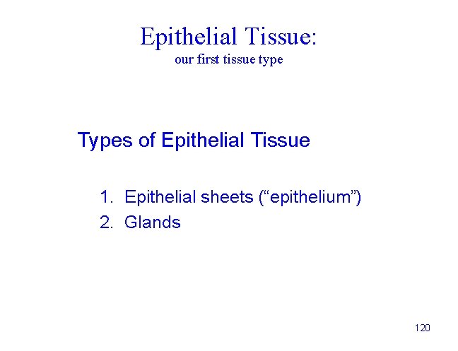 Epithelial Tissue: our first tissue type Types of Epithelial Tissue 1. Epithelial sheets (“epithelium”)