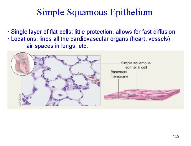 Simple Squamous Epithelium • Single layer of flat cells; little protection, allows for fast
