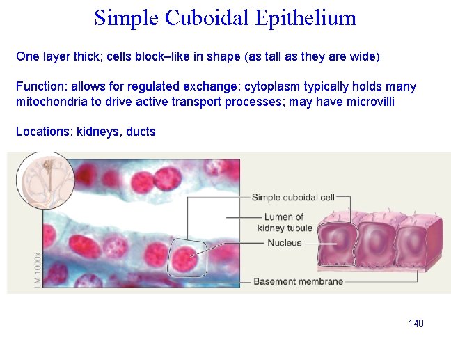 Simple Cuboidal Epithelium One layer thick; cells block–like in shape (as tall as they