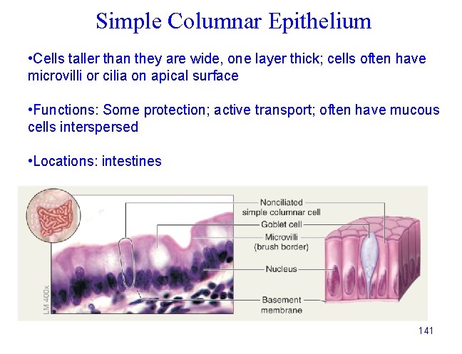 Simple Columnar Epithelium • Cells taller than they are wide, one layer thick; cells