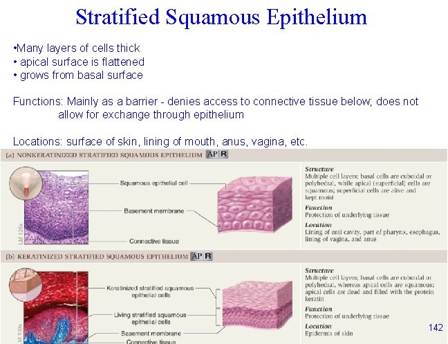 Stratified Squamous Epithelium • Many layers of cells thick • apical surface is flattened