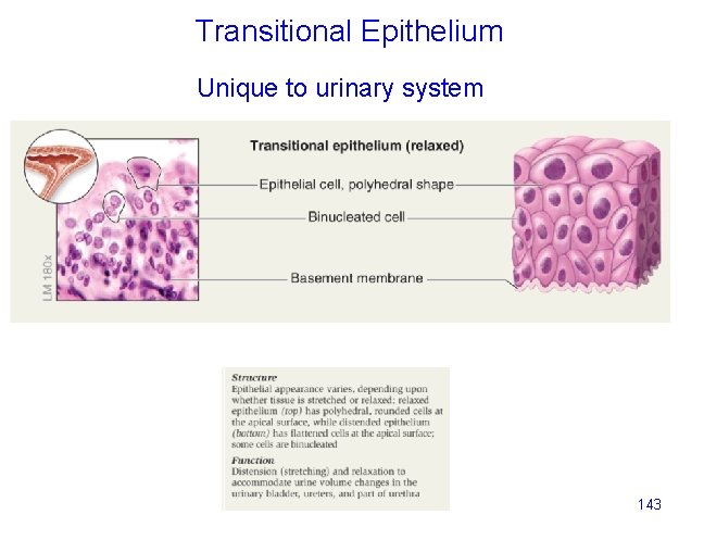 Transitional Epithelium Unique to urinary system 143 