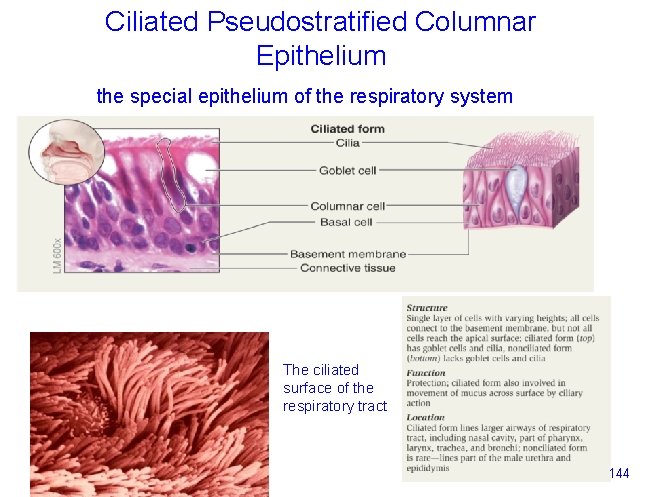 Ciliated Pseudostratified Columnar Epithelium the special epithelium of the respiratory system The ciliated surface