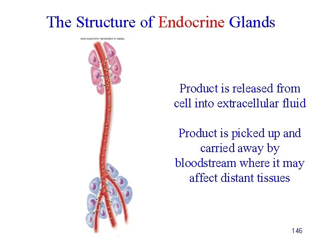 The Structure of Endocrine Glands Product is released from cell into extracellular fluid Product