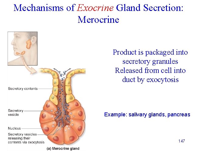 Mechanisms of Exocrine Gland Secretion: Merocrine Product is packaged into secretory granules Released from