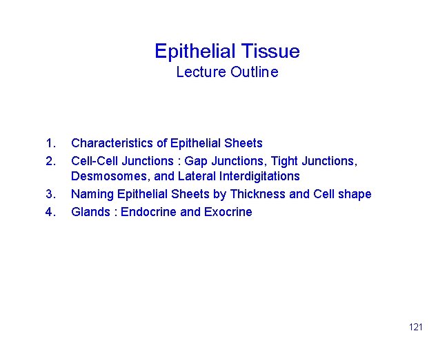 Epithelial Tissue Lecture Outline 1. 2. 3. 4. Characteristics of Epithelial Sheets Cell-Cell Junctions