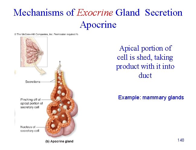 Mechanisms of Exocrine Gland Secretion Apocrine Apical portion of cell is shed, taking product