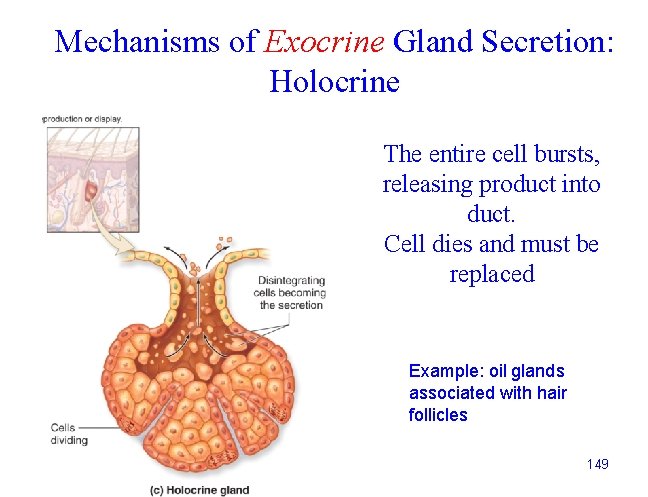 Mechanisms of Exocrine Gland Secretion: Holocrine The entire cell bursts, releasing product into duct.