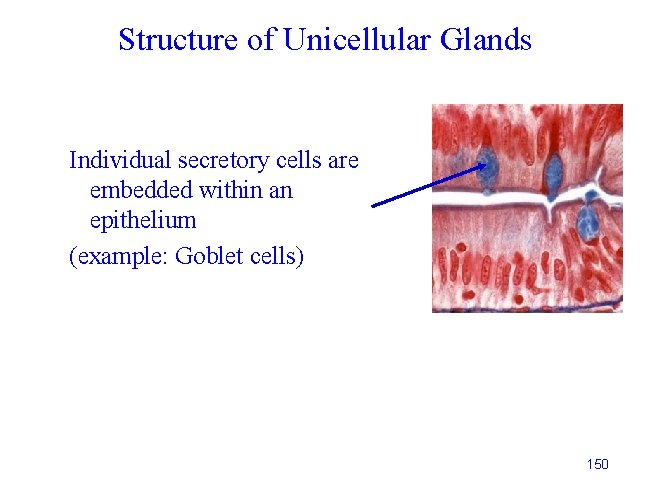 Structure of Unicellular Glands Individual secretory cells are embedded within an epithelium (example: Goblet