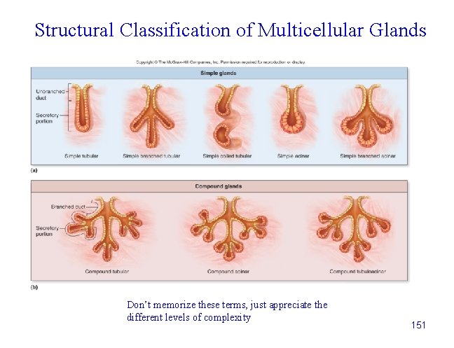 Structural Classification of Multicellular Glands Don’t memorize these terms, just appreciate the different levels