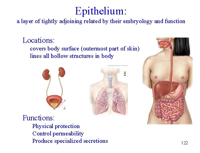 Epithelium: a layer of tightly adjoining related by their embryology and function Locations: covers