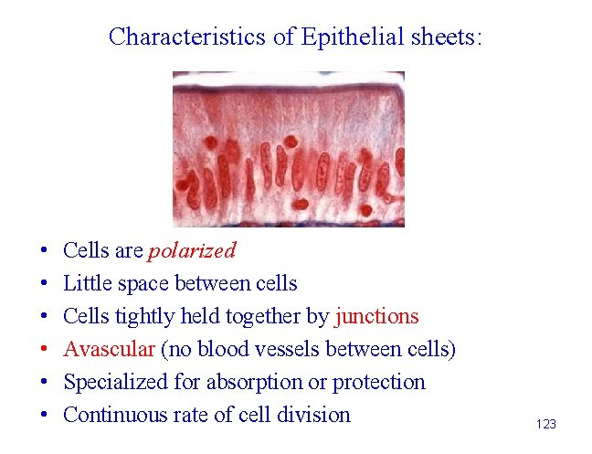 Characteristics of Epithelial sheets: • • • Cells are polarized Little space between cells