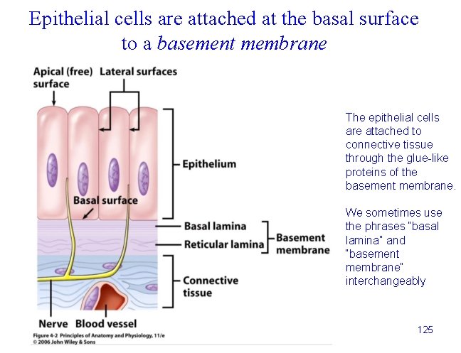 Epithelial cells are attached at the basal surface to a basement membrane The epithelial