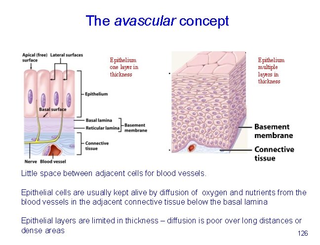 The avascular concept Epithelium one layer in thickness Epithelium multiple layers in thickness Little