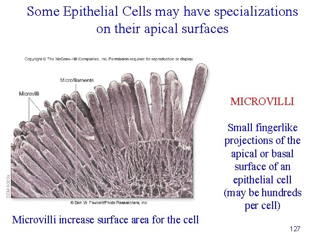 Some Epithelial Cells may have specializations on their apical surfaces MICROVILLI Small fingerlike projections