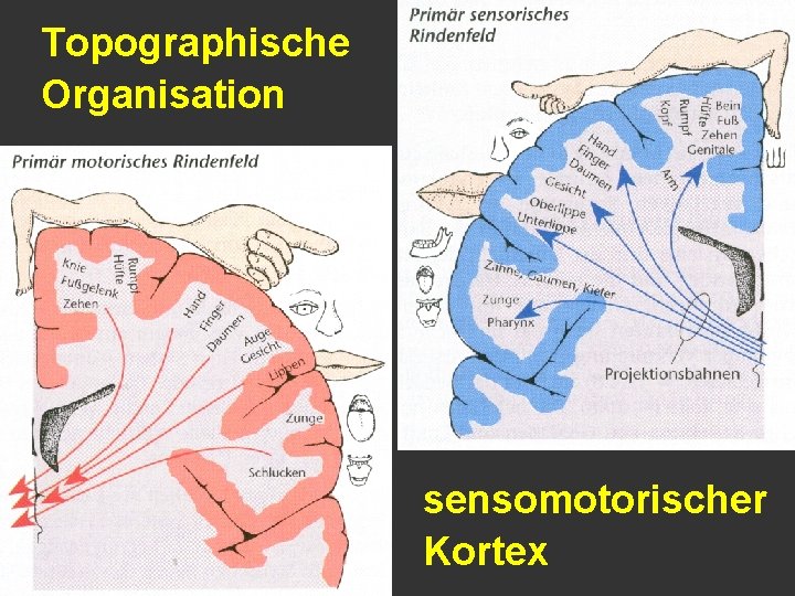 Topographische Organisation sensomotorischer Kortex 