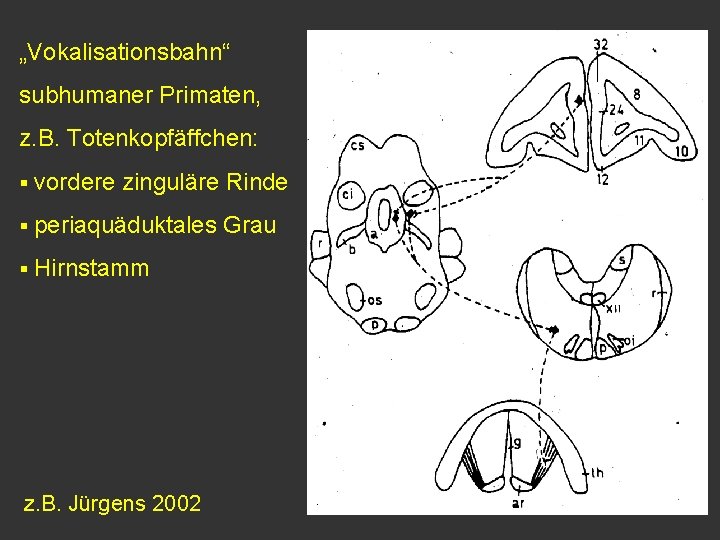 „Vokalisationsbahn“ subhumaner Primaten, z. B. Totenkopfäffchen: § vordere zinguläre Rinde § periaquäduktales § Hirnstamm