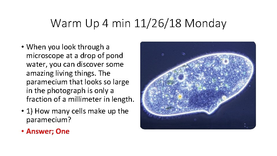 Warm Up 4 min 11/26/18 Monday • When you look through a microscope at