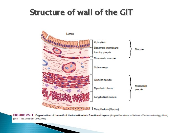 Structure of wall of the GIT 