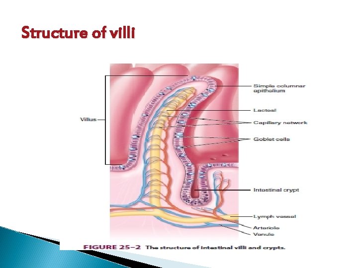 Structure of villi 