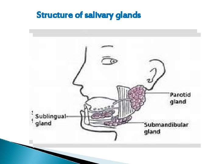 Structure of salivary glands 