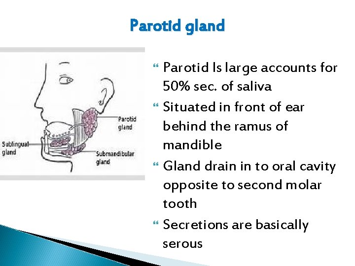 Parotid gland Parotid Is large accounts for 50% sec. of saliva Situated in front