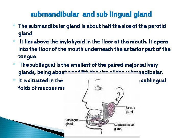 submandibular and sub lingual gland The submandibular gland is about half the size of