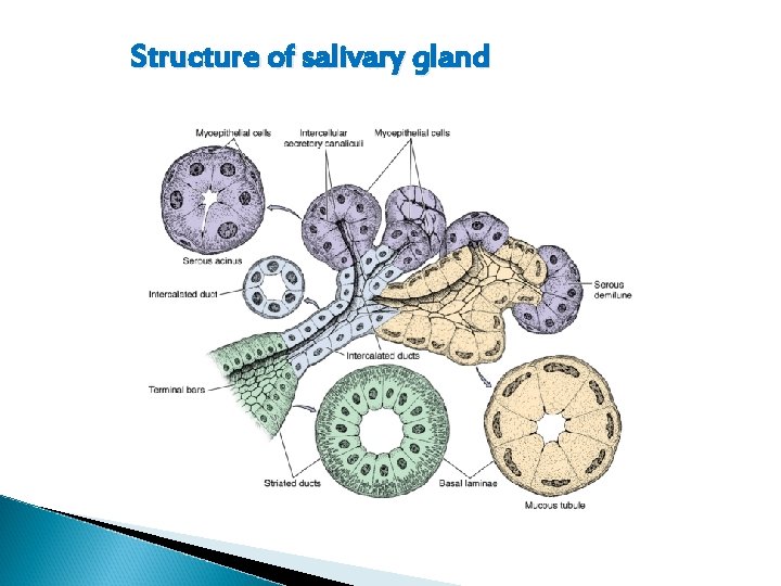 Structure of salivary gland 