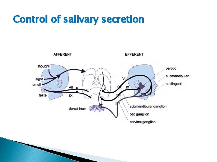 Control of salivary secretion 