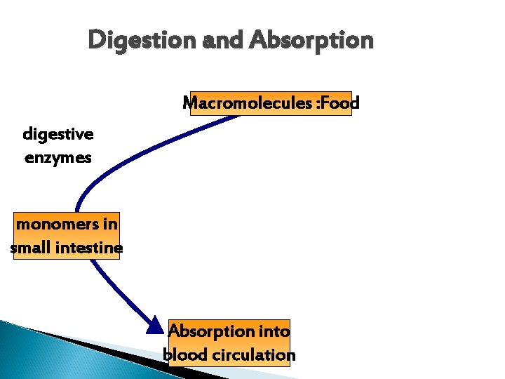 Digestion and Absorption Macromolecules : Food digestive enzymes monomers in small intestine Absorption into